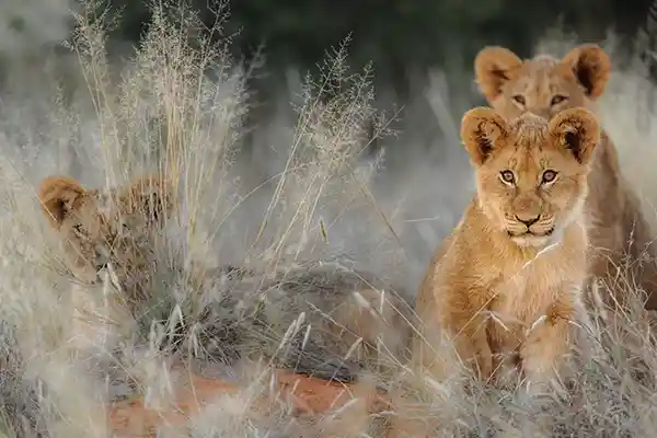 Dubai & South Africa Safari Cruise 