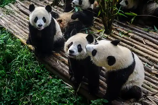 Chengdu Panda's, Walls & Warriors with Japan Cruise